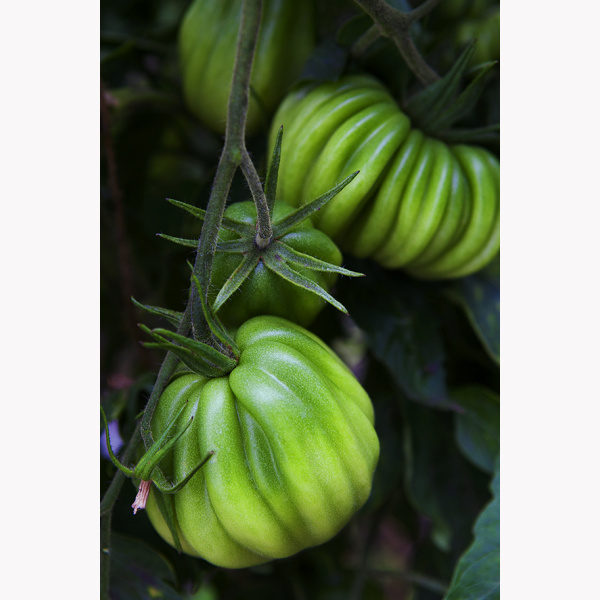 Tomaten groen